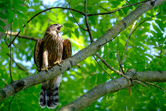 Habicht (accitpiter gentiles) - Berlin/Germany