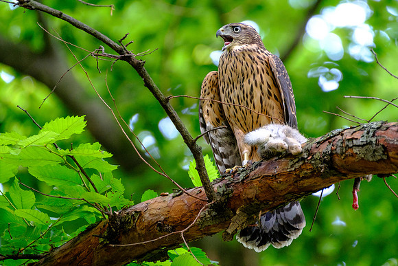 Habicht (accitpiter gentiles) - Berlin/Germany