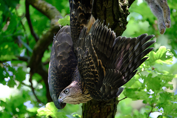 Habicht (accitpiter gentiles) - Berlin/Germany
