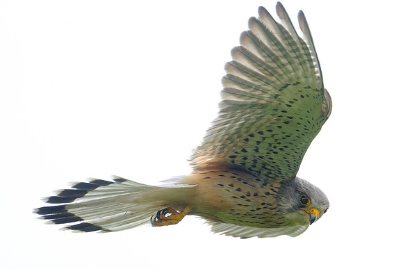 Turmfalke (falco tinnunculus) - Berlin/Germany