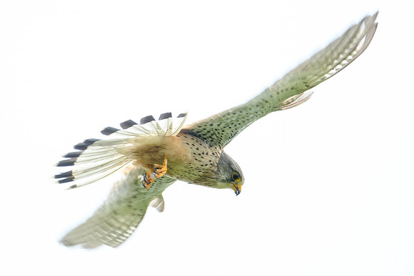 Turmfalke (falco tinnunculus) - Berlin/Germany