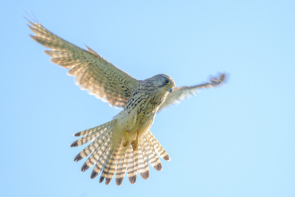 Turmfalke (falco tinnunculus) - Berlin/Germany