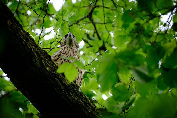 Habicht (accitpiter gentiles) - Berlin/Germany