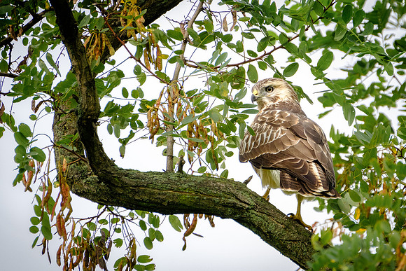 Mäusebussard (buteo buteo) - Berlin/Germany
