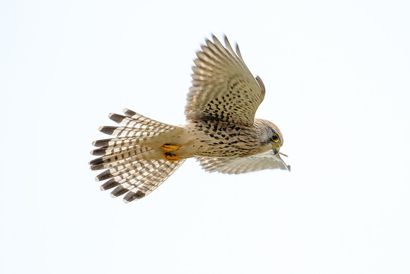Turmfalke (falco tinnunculus) - Berlin/Germany