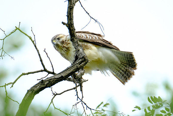 Mäusebussard (buteo buteo) - Berlin/Germany