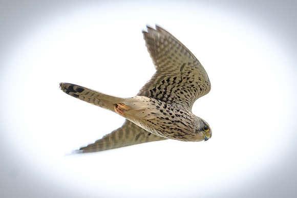 Turmfalke (falco tinnunculus) - Berlin/Germany