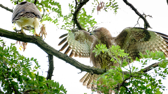 Mäusebussard (buteo buteo) - Berlin/Germany