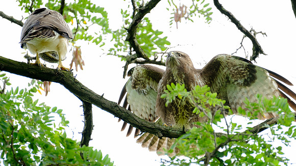 Mäusebussard (buteo buteo) - Berlin/Germany