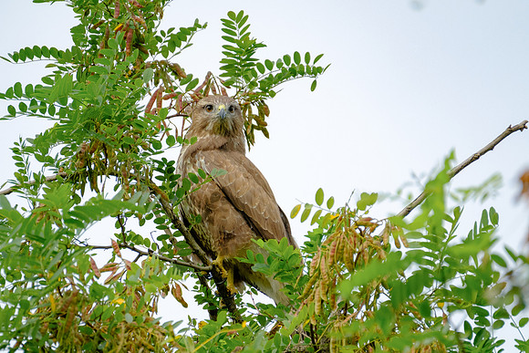 Mäusebussard (buteo buteo) - Berlin/Germany
