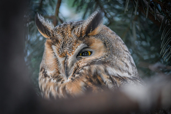 Waldohreule (asio otus) - Berlin/Germany