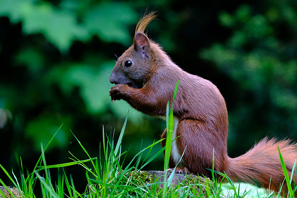 Eichhörnchen (sciurus vulgaris) - Berlin/Germany