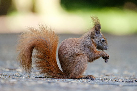 Eichhörnchen (sciurus vulgaris) - Berlin/Germany