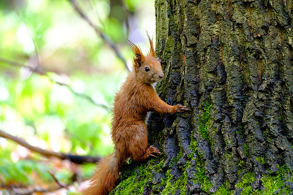 Eichhörnchen (sciurus vulgaris) - Berlin/Germany