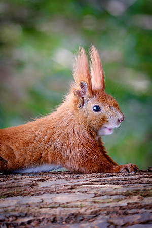 Eichhörnchen (sciurus vulgaris) - Berlin/Germany
