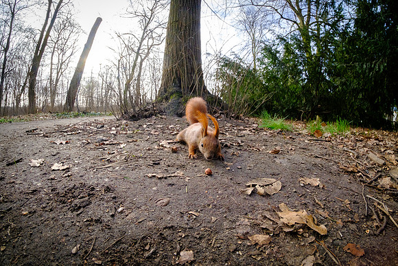 Eichhörnchen (sciurus vulgaris) - Berlin/Germany