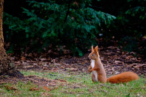 Eichhörnchen (sciurus vulgaris) - Berlin/Germany