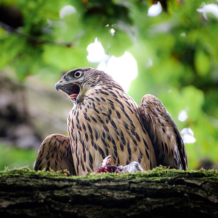 Habicht (accitpiter gentiles) - Berlin/Germany