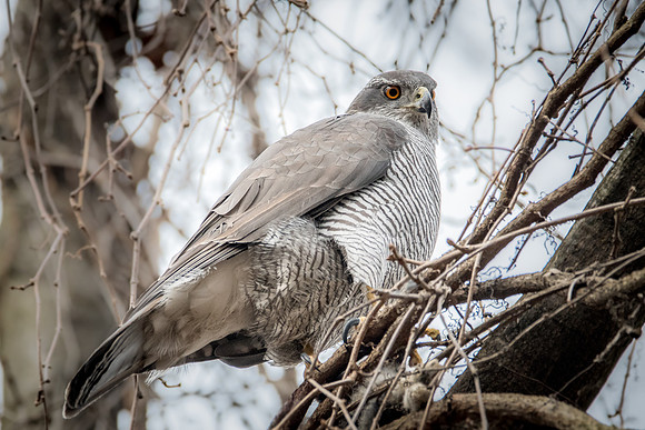 Habicht (accitpiter gentiles) - Berlin/Germany