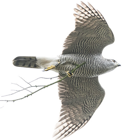 Habicht (accitpiter gentiles) - Berlin/Germany
