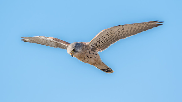 Turmfalke (falco tinnunculus) - Berlin/Germany