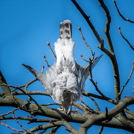 Habicht (accitpiter gentiles) - Berlin/Germany