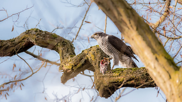 Habicht (accitpiter gentiles) - Berlin/Germany