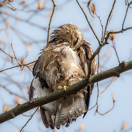 Mäusebussard (buteo buteo) - Berlin/Germany
