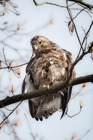 Mäusebussard (buteo buteo) - Berlin/Germany