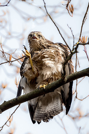 Mäusebussard (buteo buteo) - Berlin/Germany