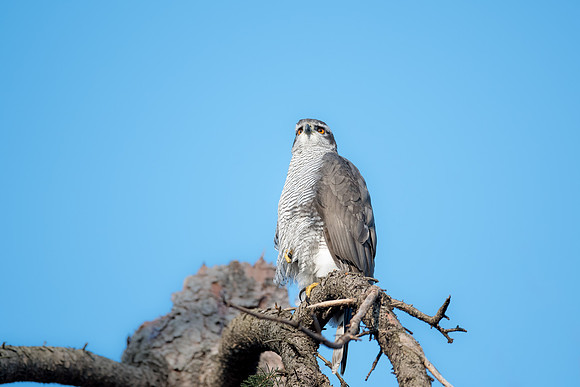 Habicht (accitpiter gentiles) - Berlin/Germany