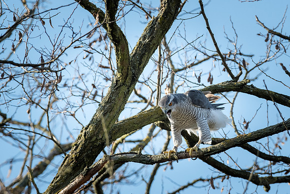Habicht (accitpiter gentiles) - Berlin/Germany