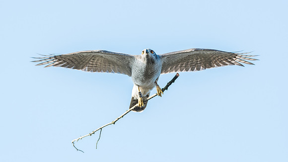 Habicht (accitpiter gentiles) - Berlin/Germany