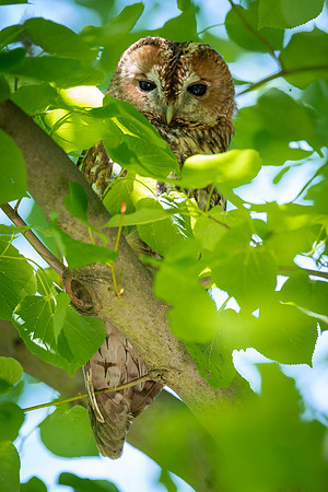 Waldkauz (strix aluco) - Berlin/Germany