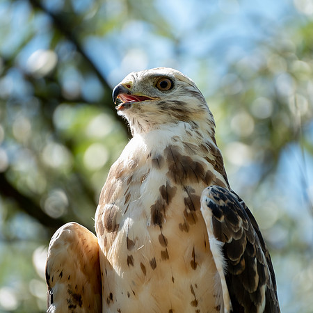 Mäusebussard (buteo buteo) - Berlin/Germany