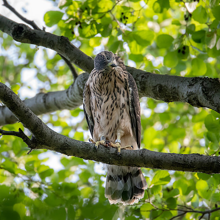 Habicht (accitpiter gentiles) - Berlin/Germany