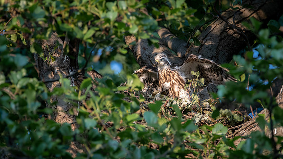 Habicht (accitpiter gentiles) - Berlin/Germany