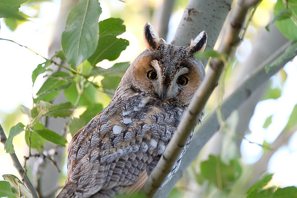 Waldohreule (asio otus) - Berlin/Germany