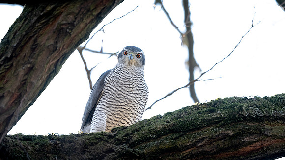 Habicht (accitpiter gentiles) - Berlin/Germany