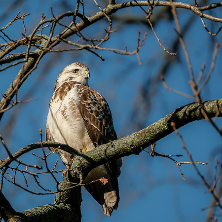 Mäusebussard (buteo buteo) - Berlin/Germany