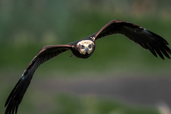 Rohrweihe (circus aeruginosus) - Brandenburg