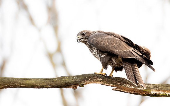 Mäusebussard (buteo buteo) - Berlin/Germany