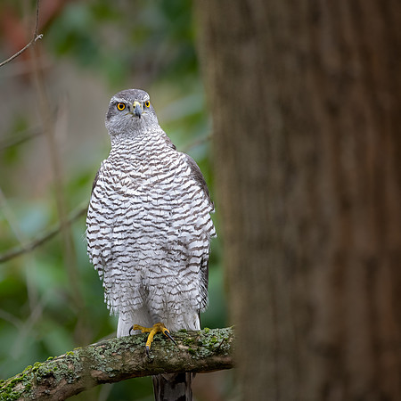 Habicht (accitpiter gentiles) - Berlin/Germany