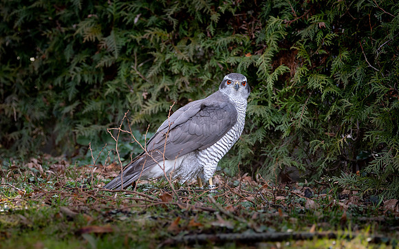 Habicht (accitpiter gentiles) - Berlin/Germany