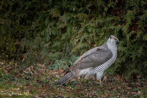Habicht (accitpiter gentiles) - Berlin/Germany