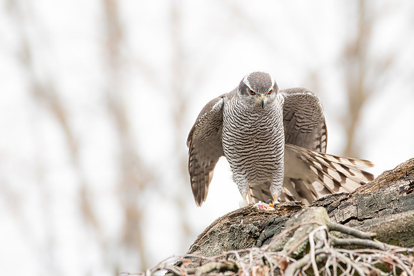 Habicht (accitpiter gentiles) - Berlin/Germany