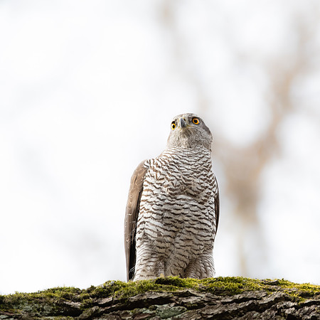 Habicht (accitpiter gentiles) - Berlin/Germany