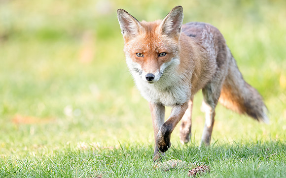 Rotfuchs (vulpes vulpes) - Berlin/Germany