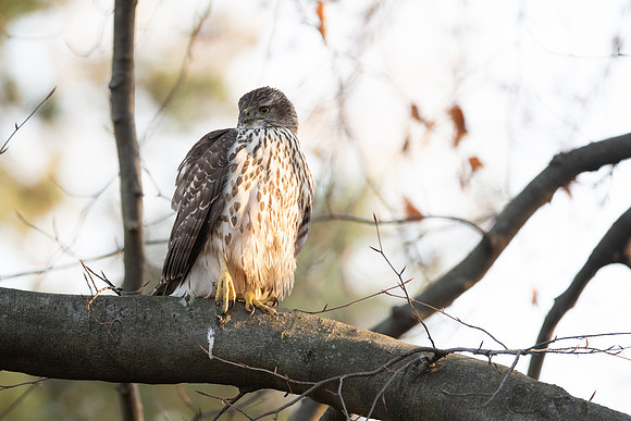 Habicht (accitpiter gentiles) - Berlin/Germany
