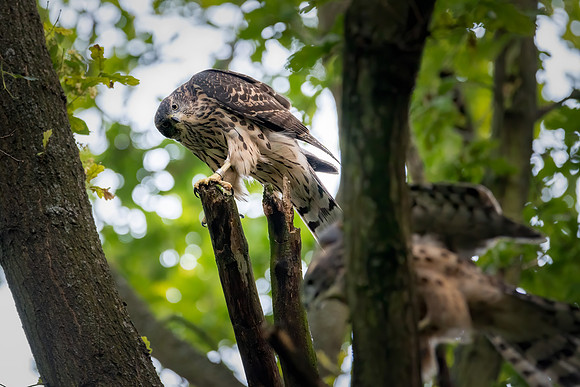 Habicht (accitpiter gentiles) - Berlin/Germany